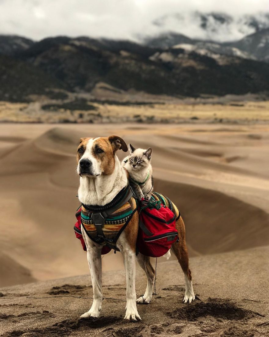 Title: The Cute and Adorable Cat and Dog in a Pair of Ties - A Tale of Friendship and Love