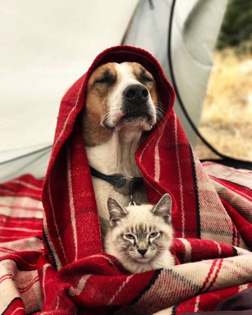 Title: The Cute and Adorable Cat and Dog in a Pair of Ties - A Tale of Friendship and Love