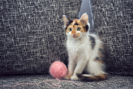 Title: The Fascinating World of Kitten Wearing Ties: A Visual Delight