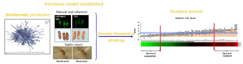 Title: The Art and Science of Tie Linings: An In-Depth Exploration