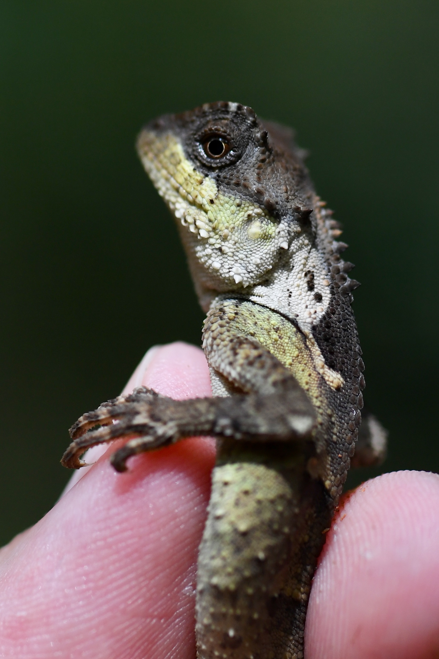 Title: The Tie-Lizard: A Unique and Magnificent Creatures