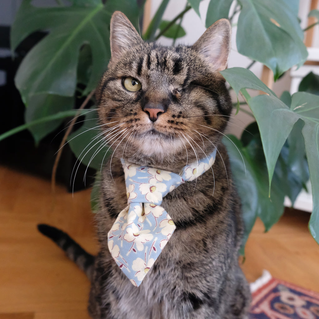 Title: Men Wearing Ties and Embracing Cats: A Tale of Subtlety and Charm