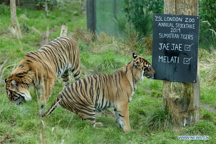 Title: The Unconventional Collaboration: A Tale of Zebra Stripes and Pigs Collar