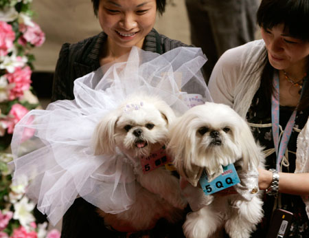 Title: A Dogs Wedding Day: A Tale of Love and Friendship