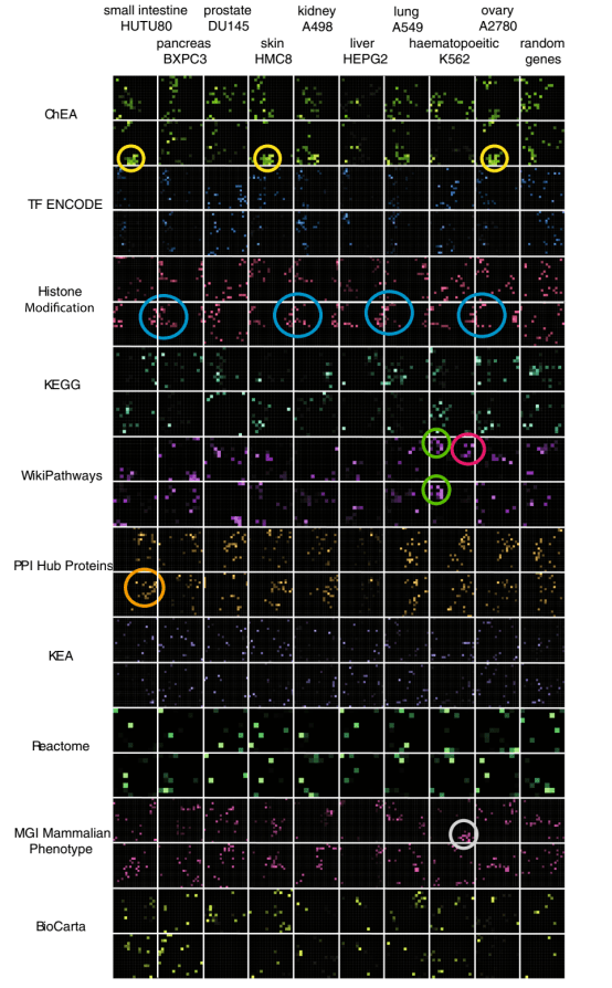 Title: A Comprehensive Comparison of Long and Short Vespa Ties