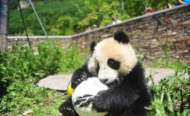 Title: The Panda Tie-Tie: A Cultural Symbol of China