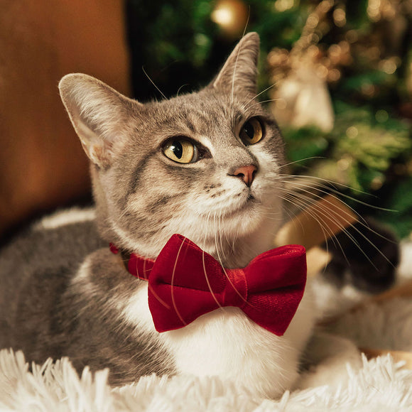 Title: Cat Collar Tie Styles Gallery: A Visual Guide to Cats Fashionable Accessories