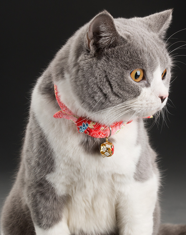 Title: Cat Collar Tie Styles Gallery: A Visual Guide to Cats Fashionable Accessories