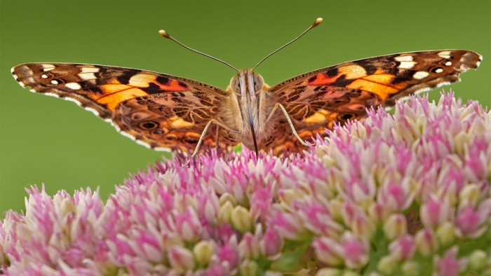 Title: A Butterfly Alights upon a Tie