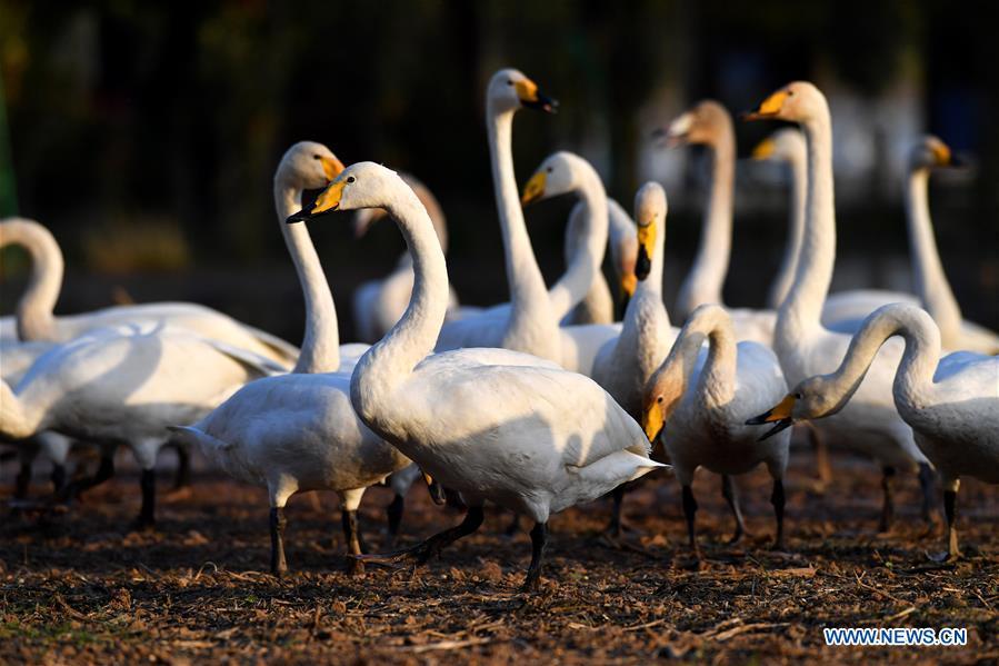 Title: Embracing Fashion and Style: An Insight into the Tianping Bird Tie Brand