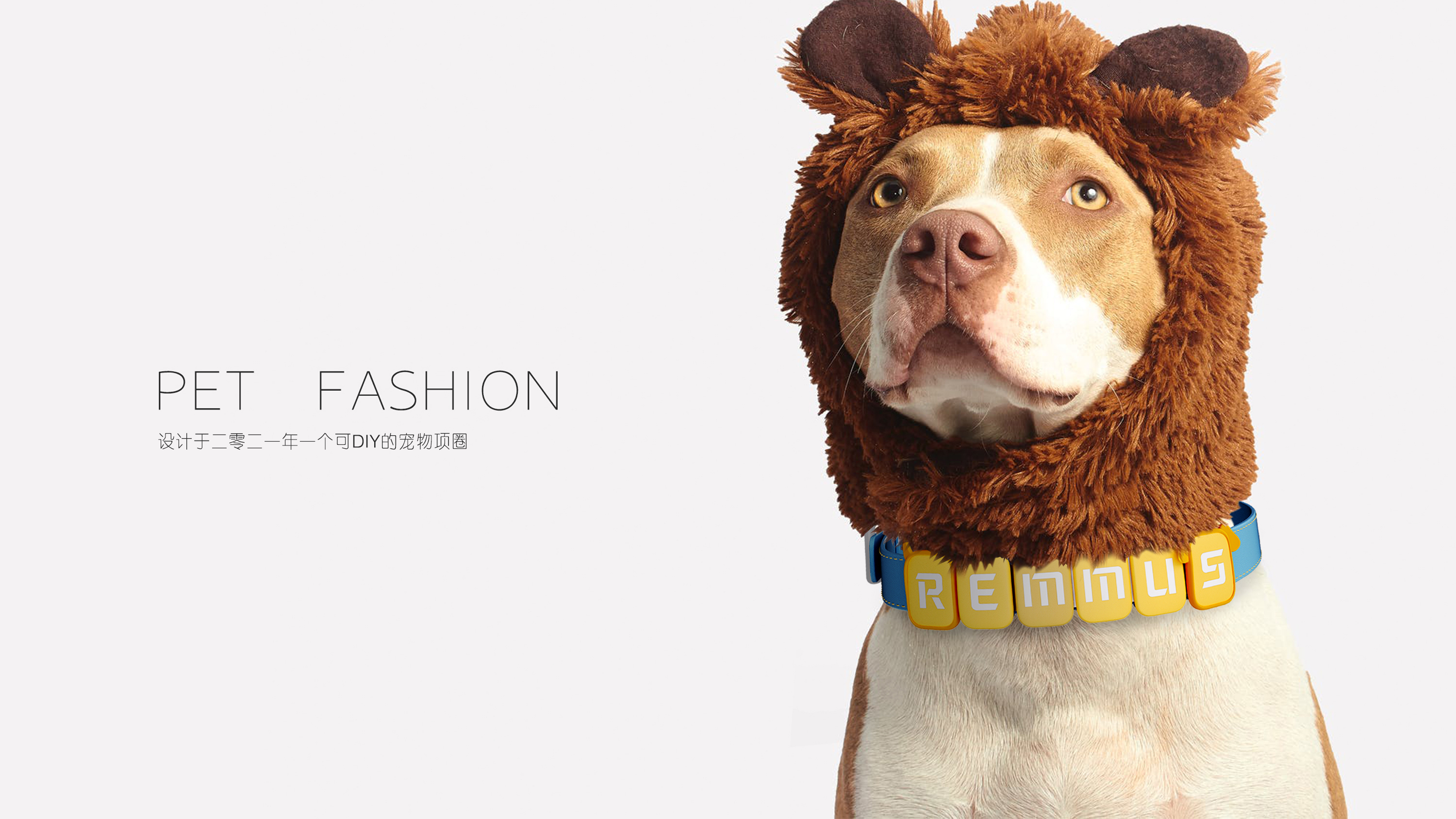 The Doggie Tie Shop: A Place for Pet Fashion