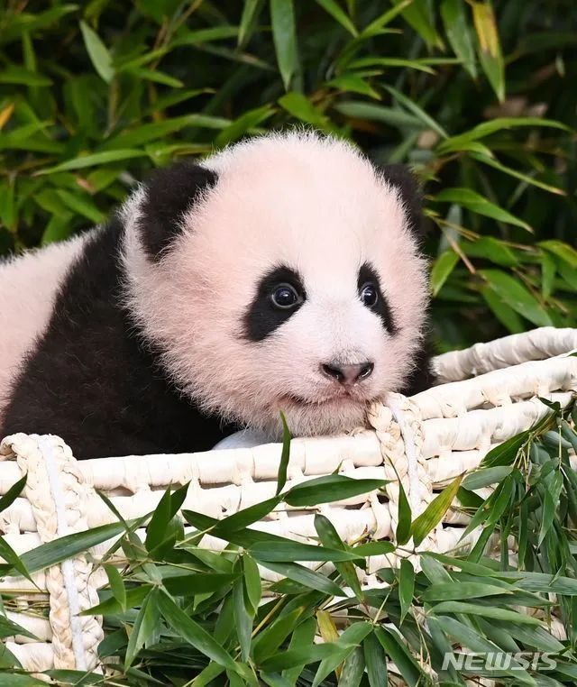 Panda with a Pink Collar: A Tale of Fashion and Friendship