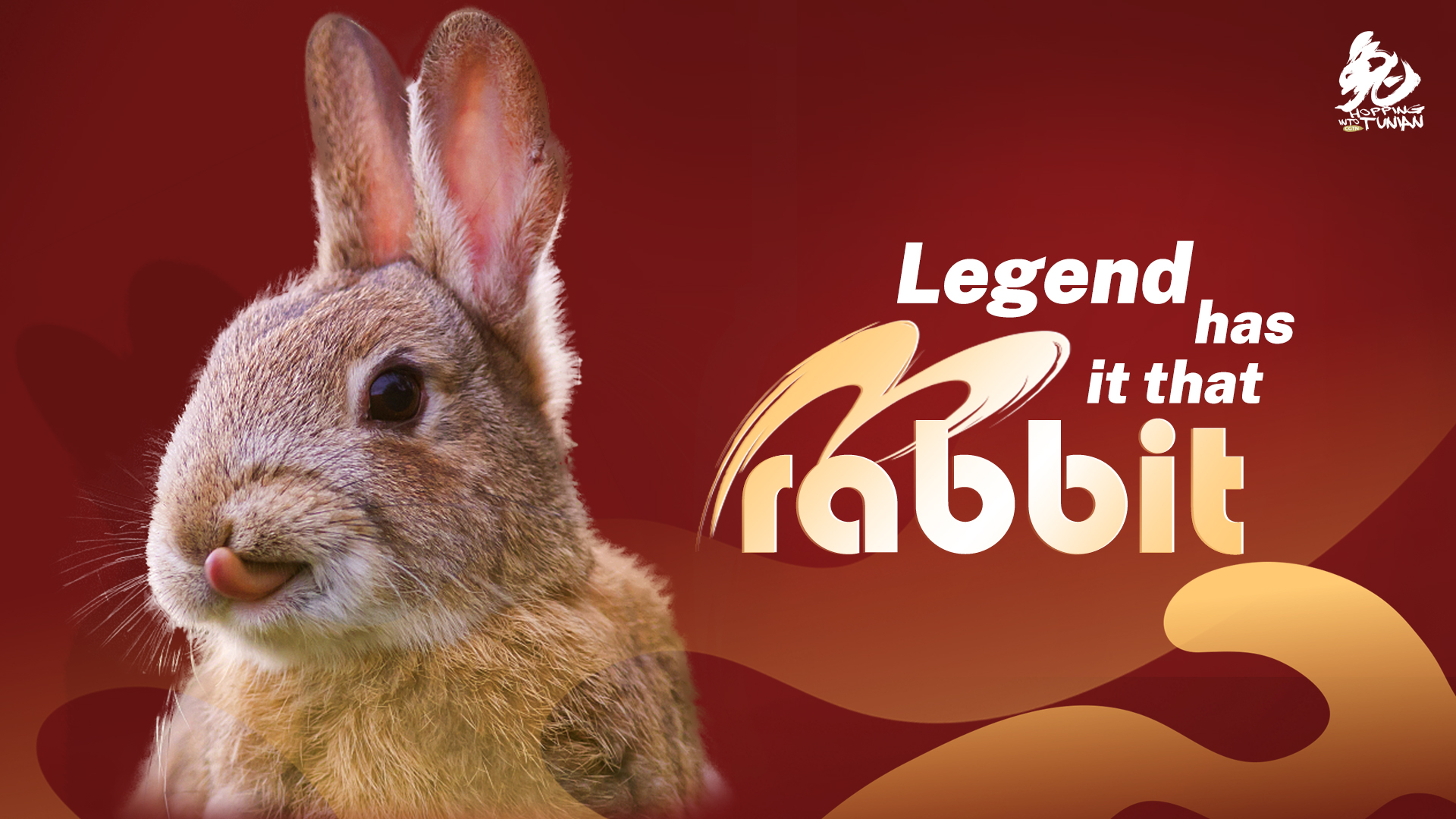 Title: Exploring the World of Rabbit Bandwidth: A Brand Recommendation for Ladies