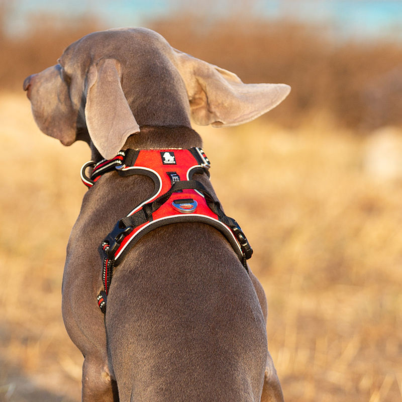 Title: Exploring the World of Dog Ties: A Guide to Top Dog Tie Brands on Zhihu