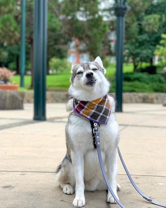 Date Dog Tie: The Romantic Gesture of Fashionable Tie-Wearing Canines