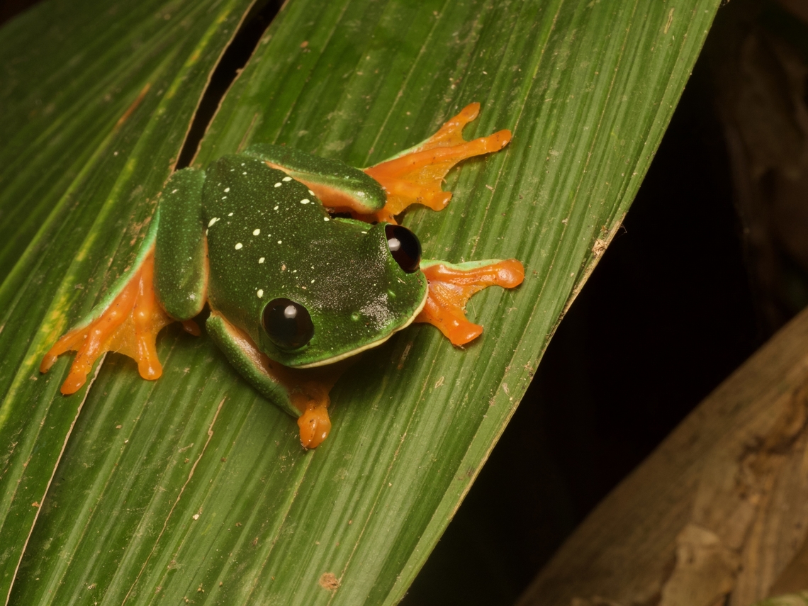 Title: The Irresistible Allure of the Green Frog Tie