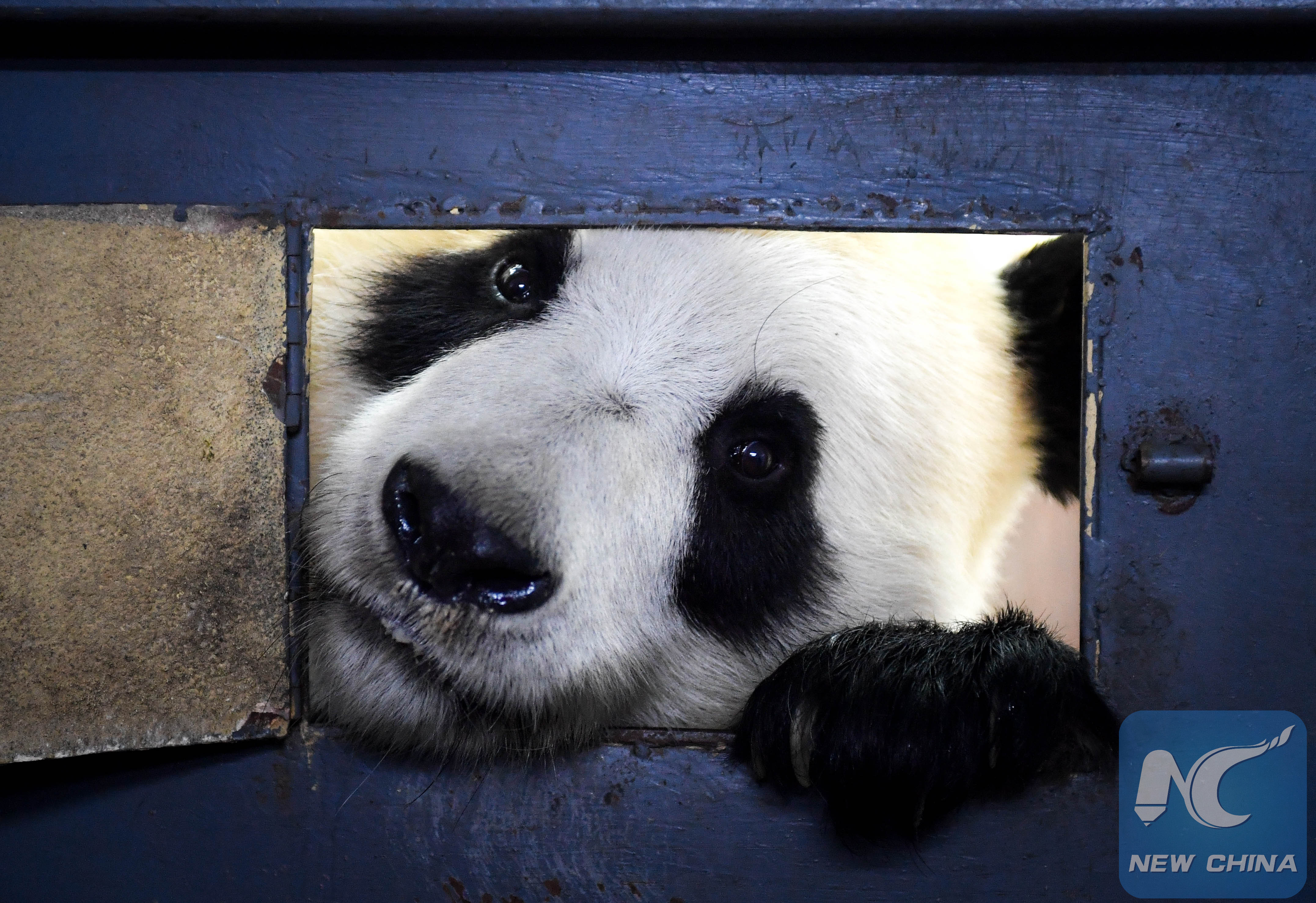 Title: Recommendation for Panda Ties: The Epitome of Style and Charm