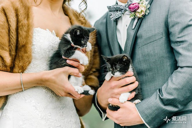 Cat-tastic Ceremony: The Elegant Wedding of Whiskers and Tails