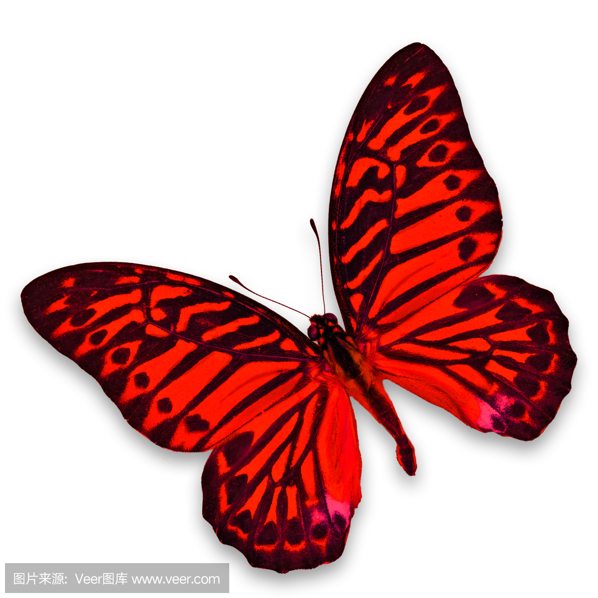 Title: Red Butterfly Closure and Nail Design Recommendations for a Classic Tie Look