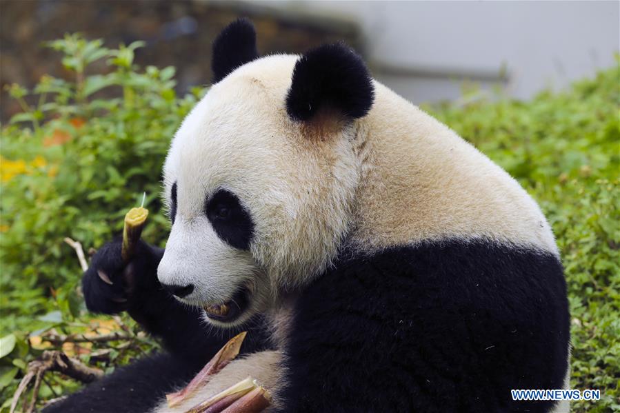 Do You Have Any Panda-themed Tie Patterns? Exploring the Unique Charm of Chinese Wildlife in Formal Wear