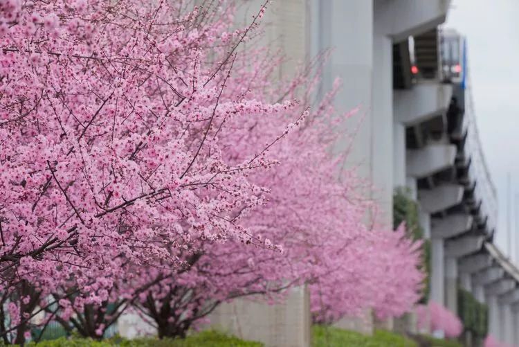 Title: Springtime Blossoms: The Perfect Pairing with Sakura Tie Brand