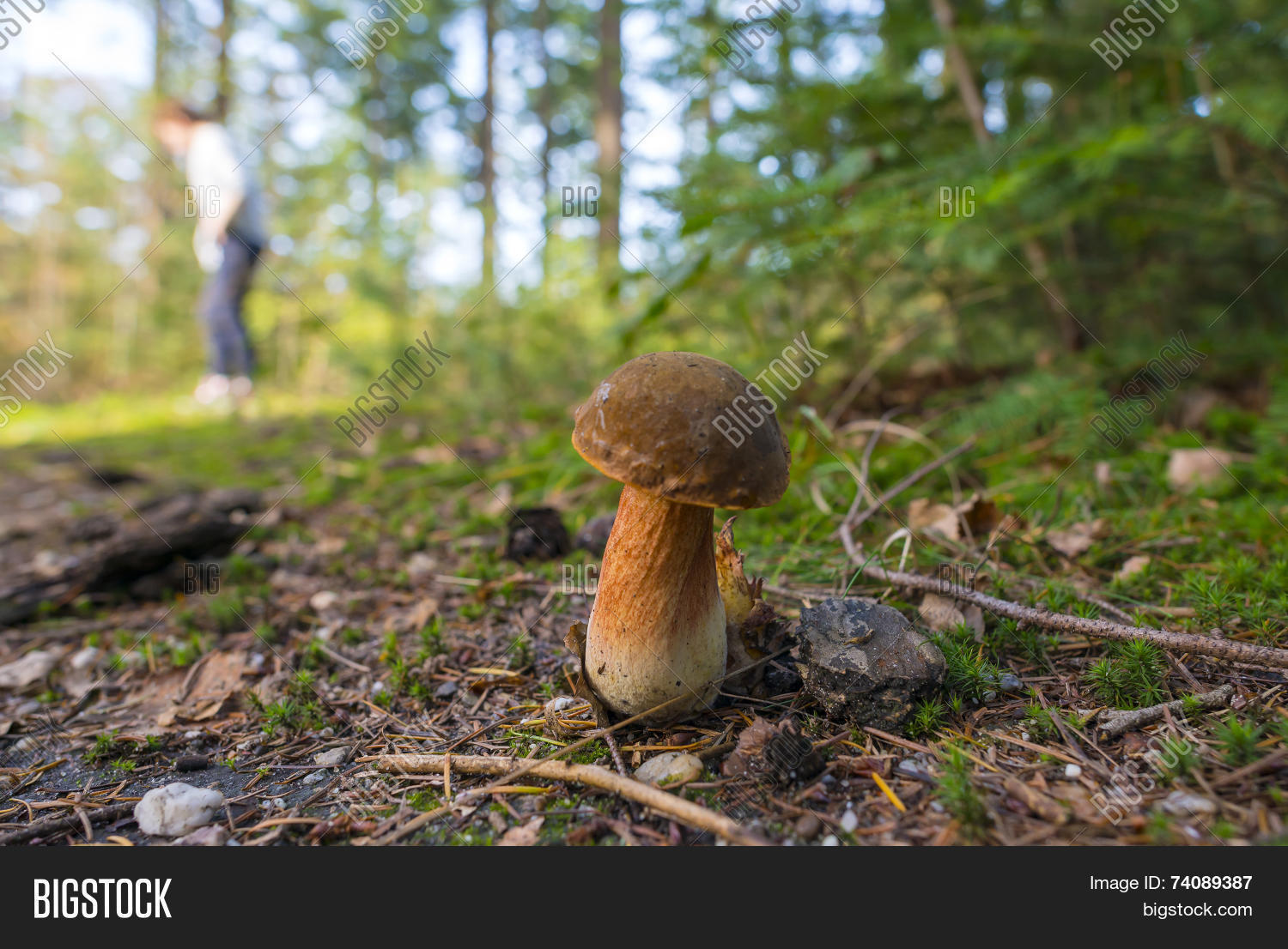 Title: Ranking of Mushroom Tie Brands with Images for a Stunning Look