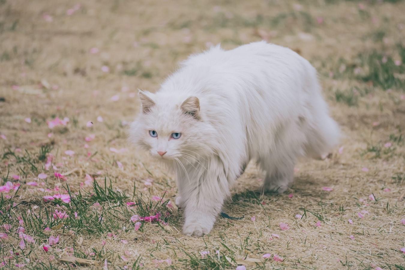 Title: The Cat-Shaped Tie: Unveiling the Mystery Behind the Stylish Accessory