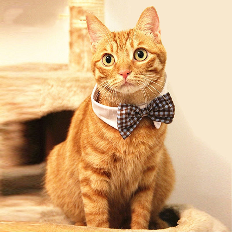 The Best Cat-Themed Tie for Your Wedding