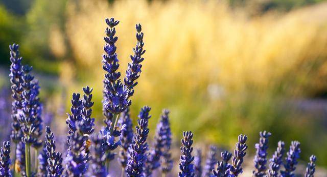 The Unique Charm of Flower-Sweetened Neckties