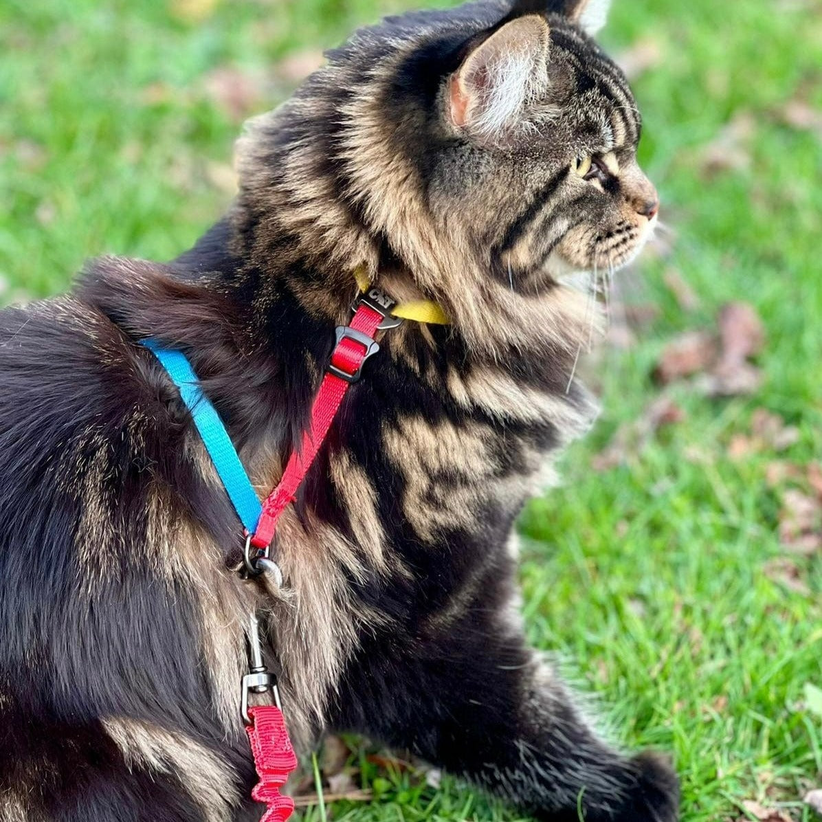 Title: The Unique Fashion of Jiraiya and His Tie-Dyeing Cats