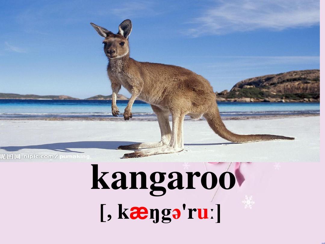 Title: The Unique Tie Brand of a Kangaroo