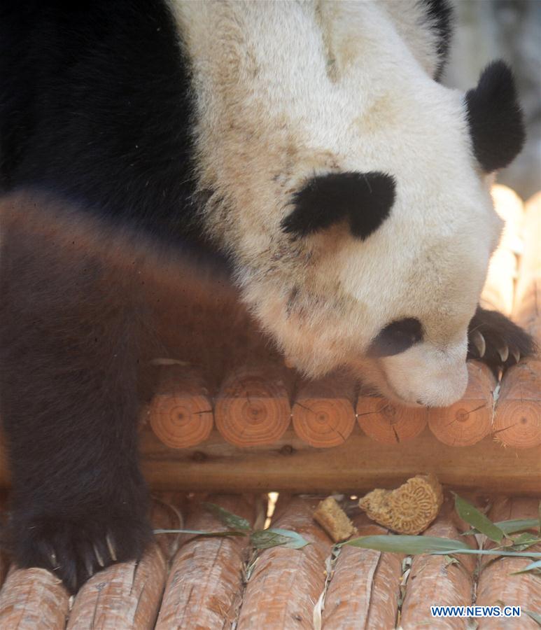 Title: The Enchanting World of the Gold-Striped Panda: An Exploration of the Lemur Bears Enduring allure