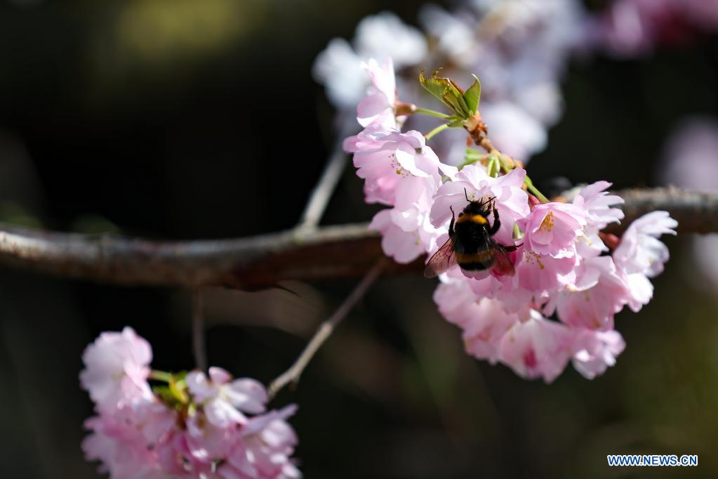 Title: Unveiling the Charm of Chuan He Jing Ming Mouch Lianda in a Spring Day