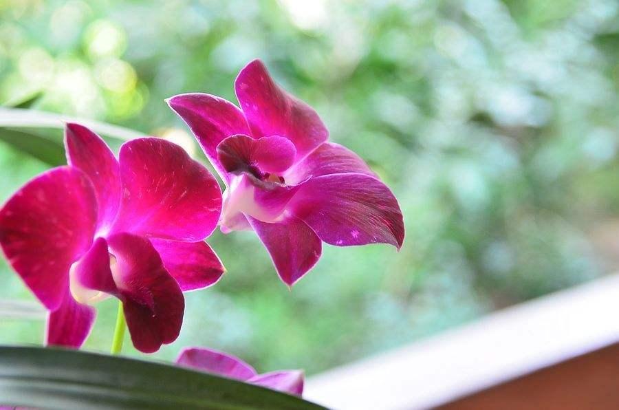 Title: The Majestic Orchid and the Elegant Tie: A Tale of Beauty and Class