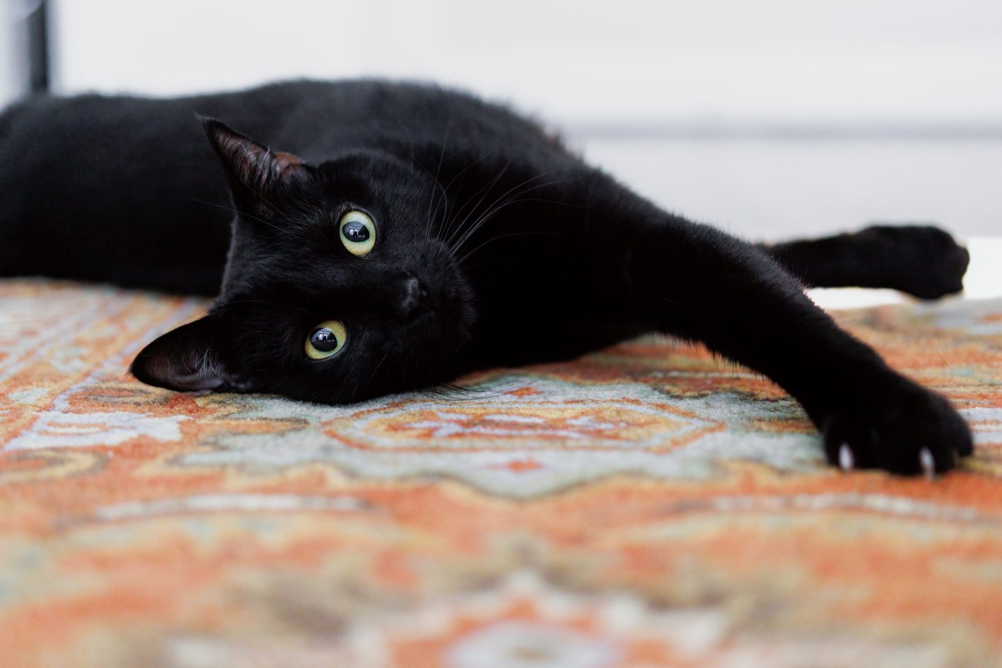 Title: The Unique Charm of a Black Cat with a Tie