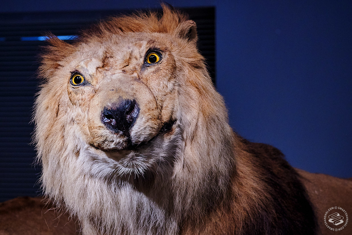 Title: The Majestic Magnificence of the Lions Mane Tie