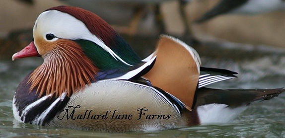 Title: The Majestic allure of the Mandarin Duck Tie