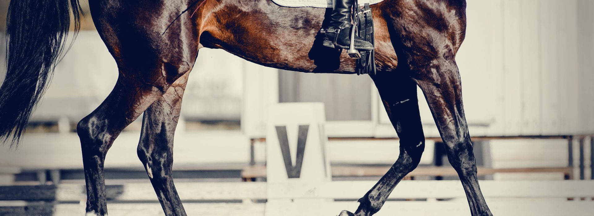 Title: The Art of Tie Knotting: How to Tie a Horse Riders Tie