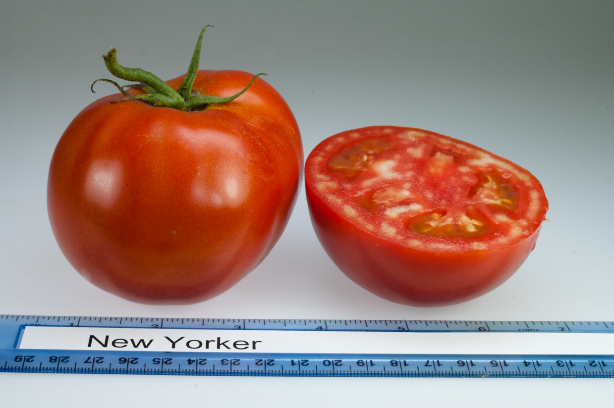 The Unique Charm of Eggplant, Tomato, and Tie