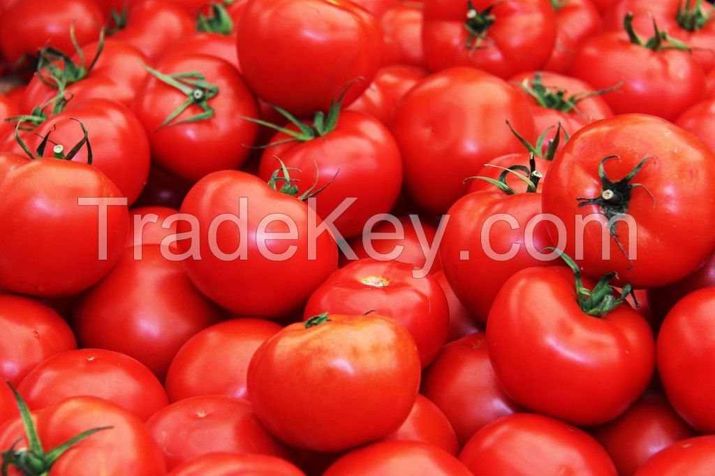 The Unique Charm of Eggplant, Tomato, and Tie