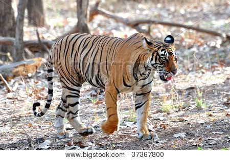 Tigeryear Tie: ASymbol of Power, Confidence, and Prosperity