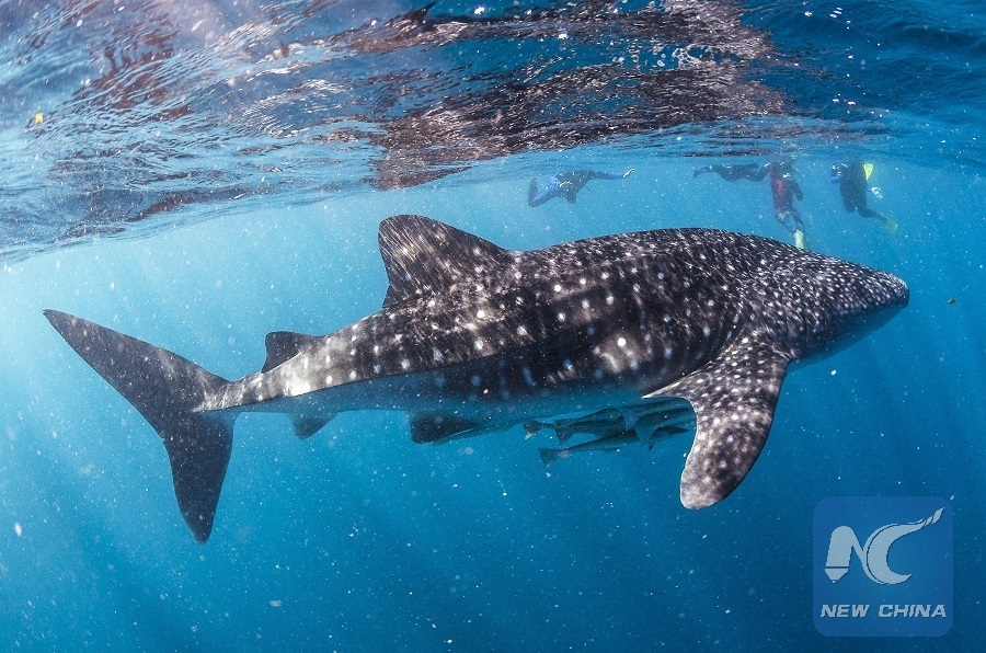 Unveiling the Enigmatic Allure: Embracing the Majestic Charm of Blue Shark Ties