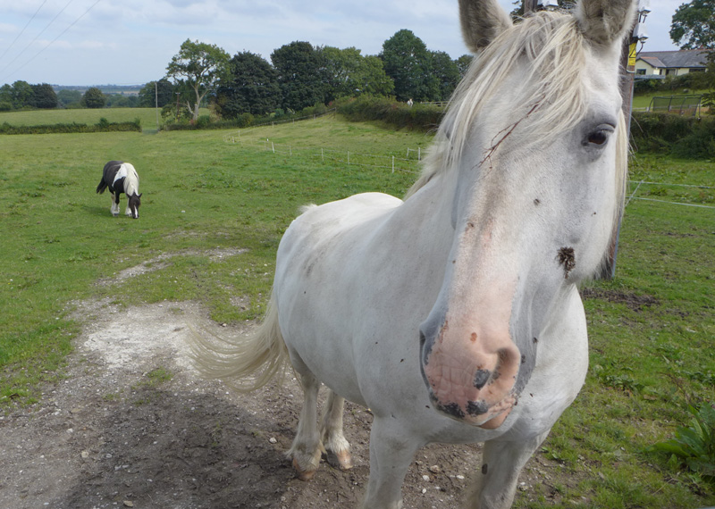 The Rebellious Saddle Horse: A Tale of Courage and Conviction