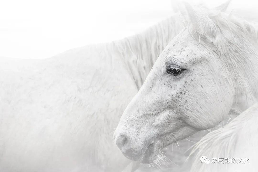 The Charm of Winter Horse