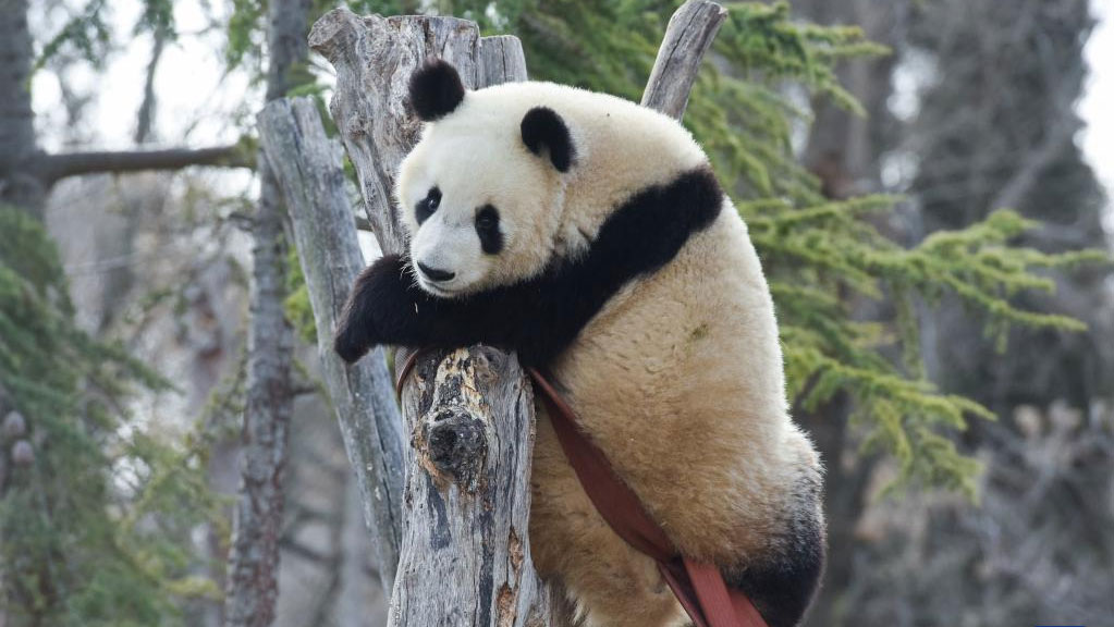 The Red Bandana Panda: A Journey Through Chinas Animal Kingdom