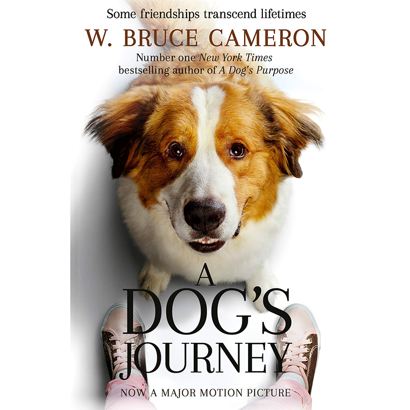 The Enchanting World of Collared Dogs: A Photographic Journey