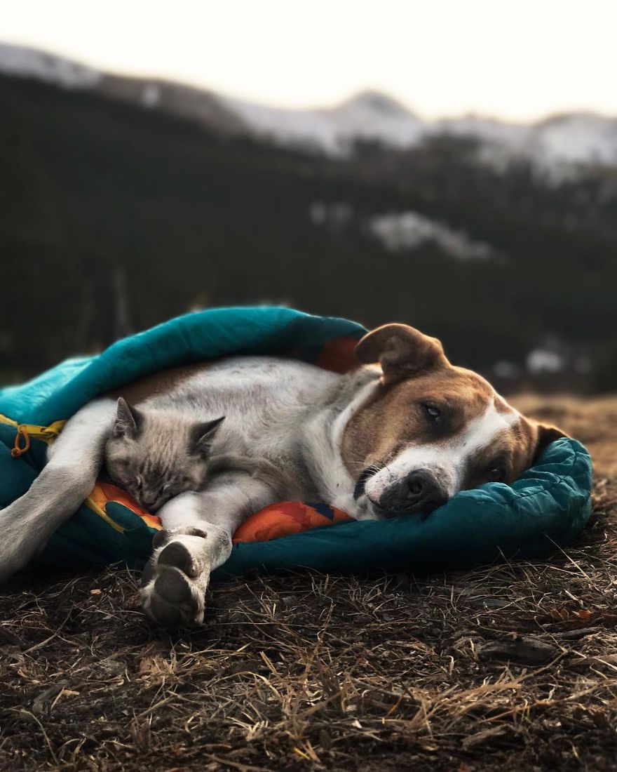 The Enchanting World of Collared Dogs: A Photographic Journey