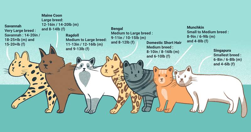 The Top 10 Cat Collar Brands in the World