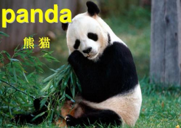 The Magnificence of Panda-themed Ribbons: A Celebration of Natures Beauty