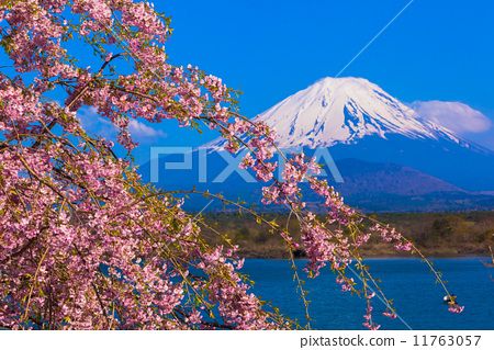 The Unique Charm of Sakura Islands Neckties